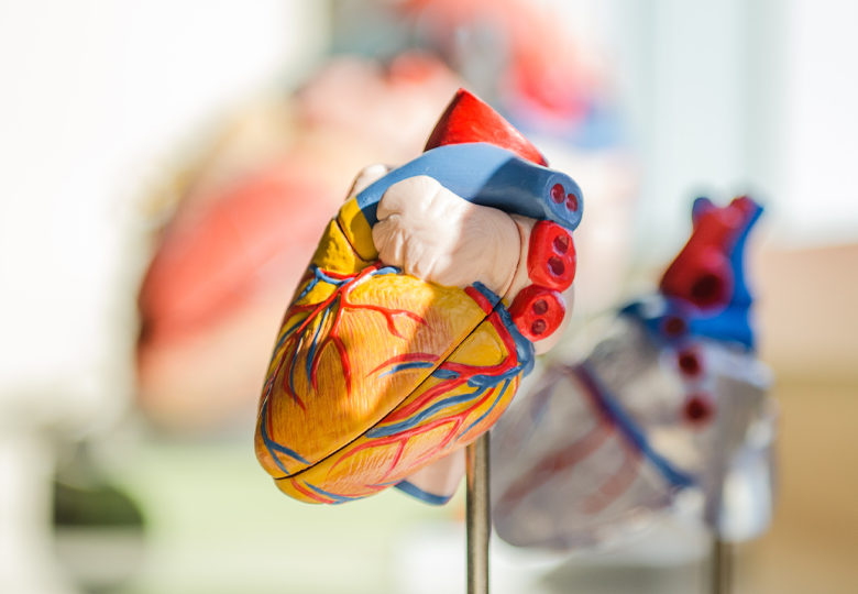 內臟筋膜鬆動術Visceral Manipulation (VM)