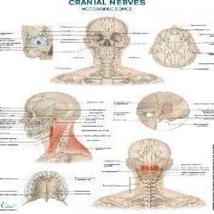 Cranial Nerve Wall Chart 腦神經海報