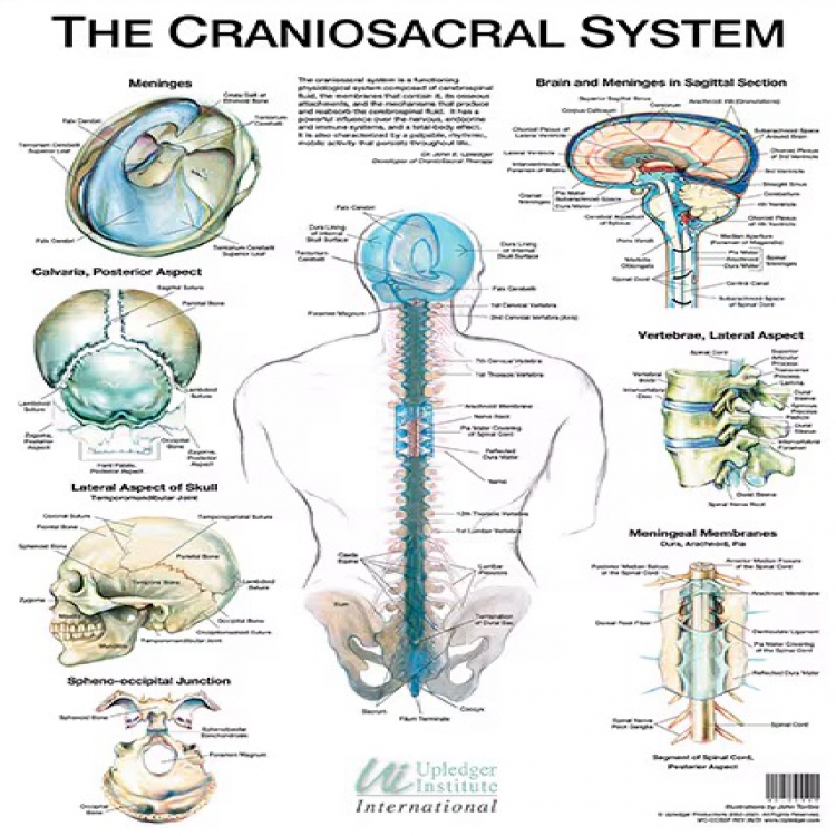 CranioSacral System Wall Chart 顱薦系統海報