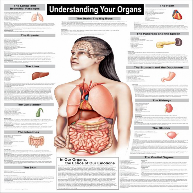 Understanding Your Organs Wall Chart 了解您的器官