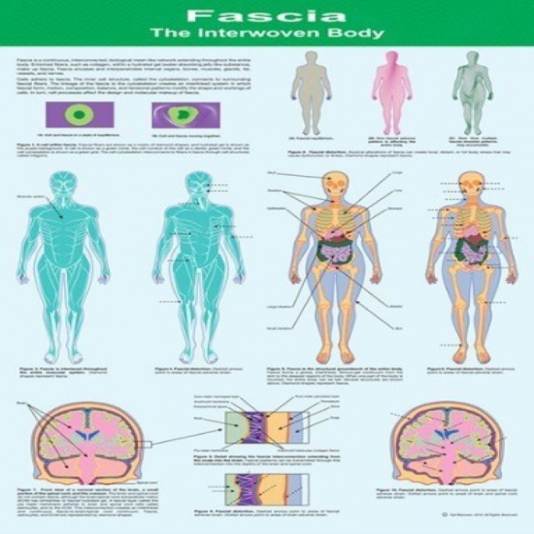 Fascia; The Interwoven Body Wall Chart 筋膜:交織的身體