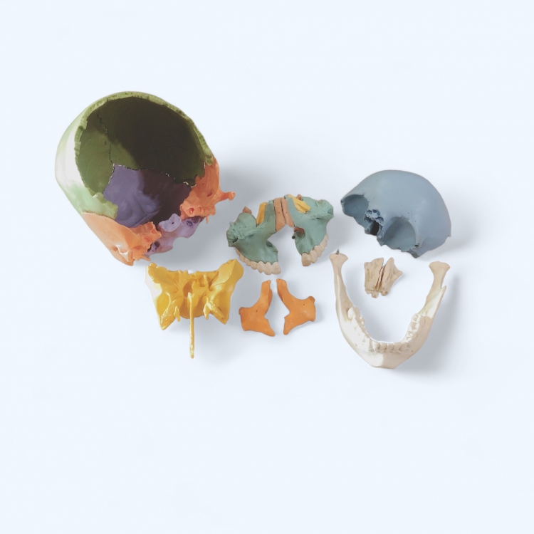 22-parts Painted Skull (22 塊頭顱骨) 