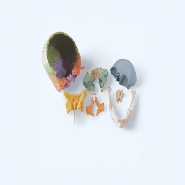 22-parts Painted Skull (22 塊頭顱骨) 