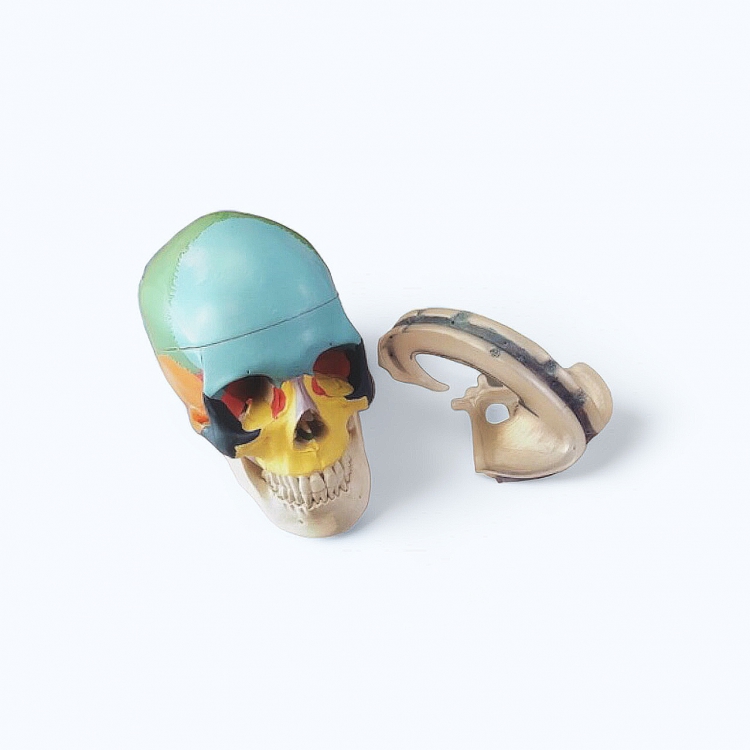 Interior/Exterior Painted Skull with PIMM 顱骨(含腦內膜)