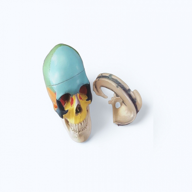 Interior/Exterior Painted Skull with PIMM 顱骨(含腦內膜)